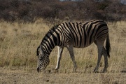 Etosha